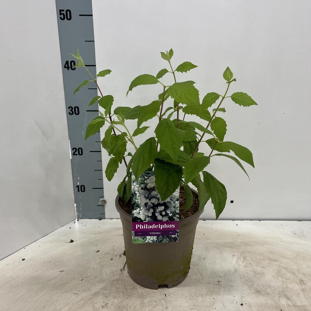 Philadelphus virginal C2 30-40cm