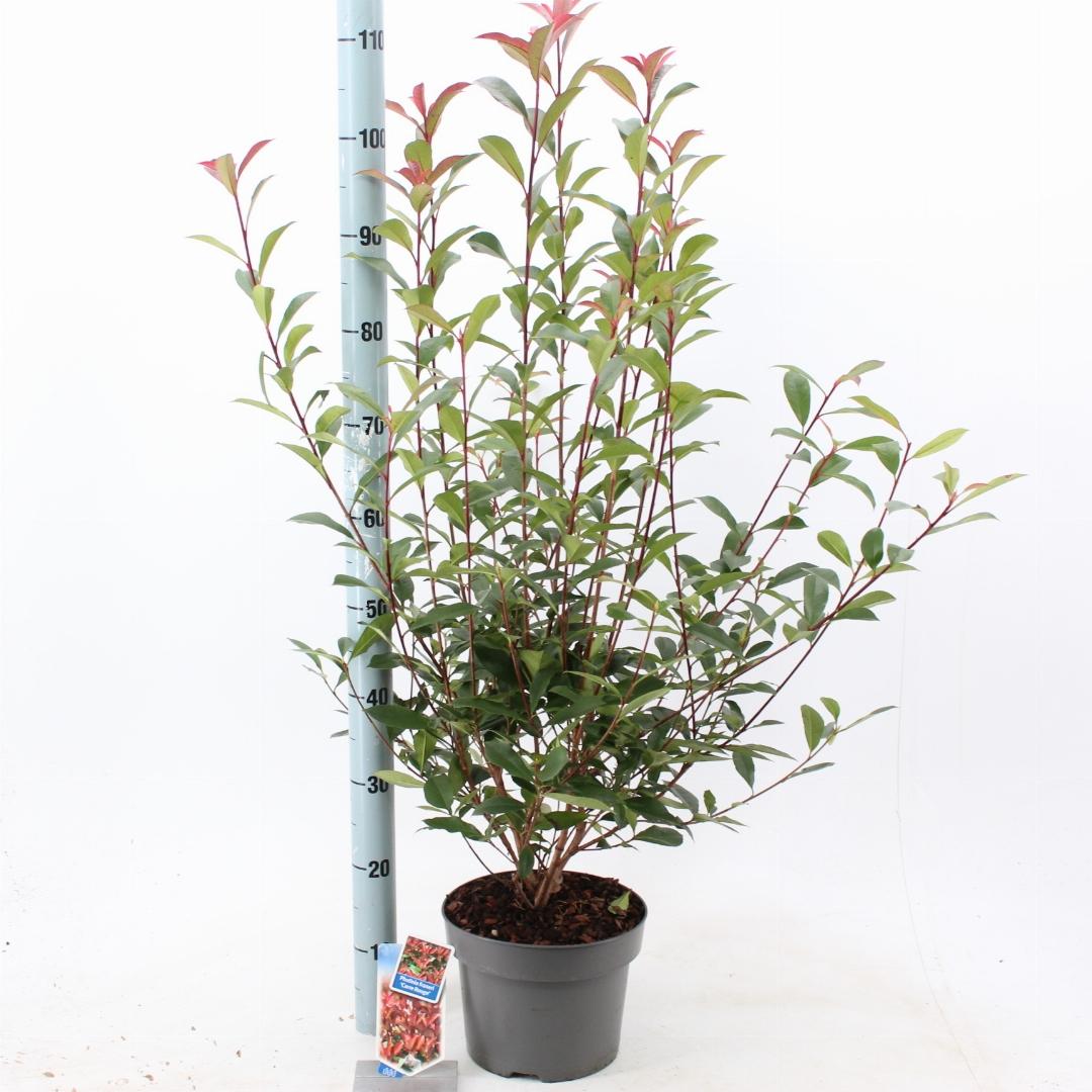 Photinia fraseri Carré Rouge - 60-70, C5