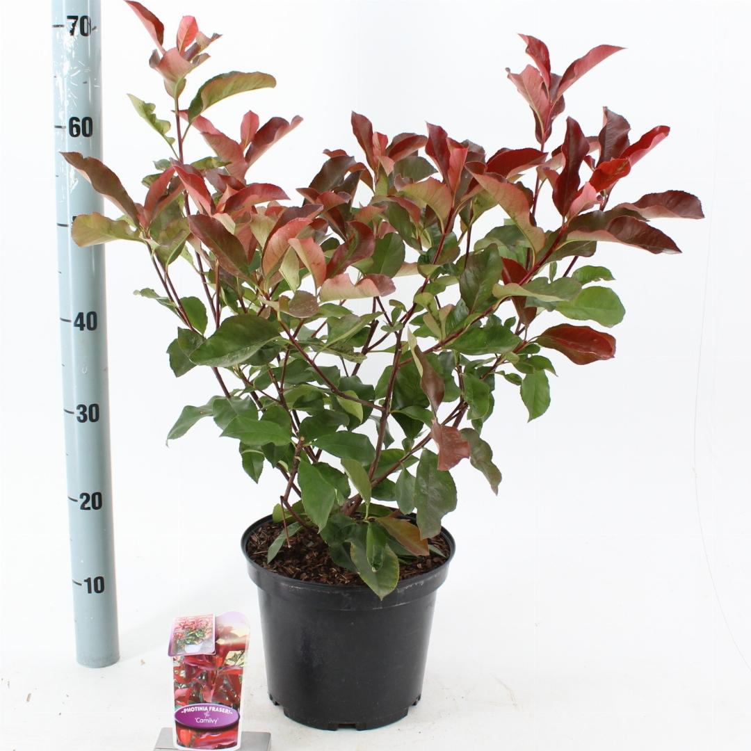 Photinia fraseri 'Camilvy' C5