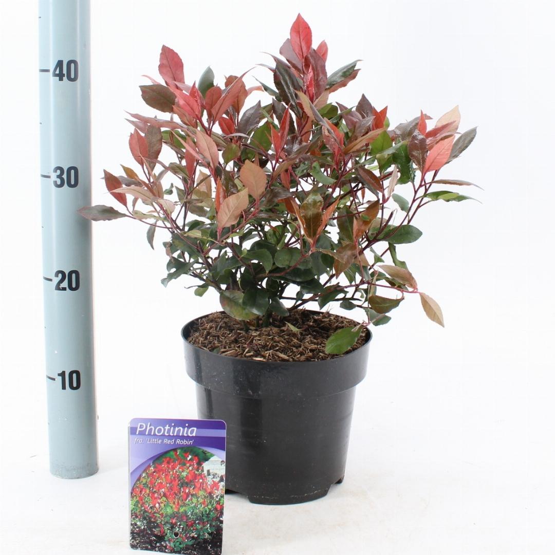 Photinia fraseri 'Little Red Robin' C3