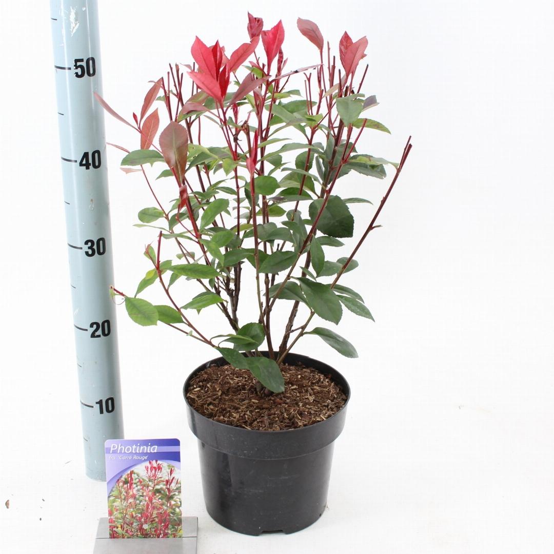 Photinia fraseri 'Mandarino' C3