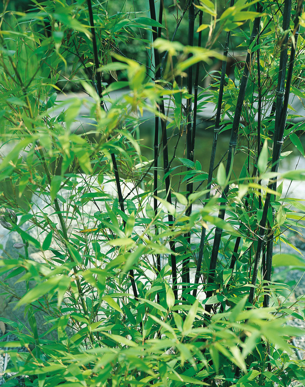 Phyllostachys nigra - Woekerende bamboe C7.5 125/175cm