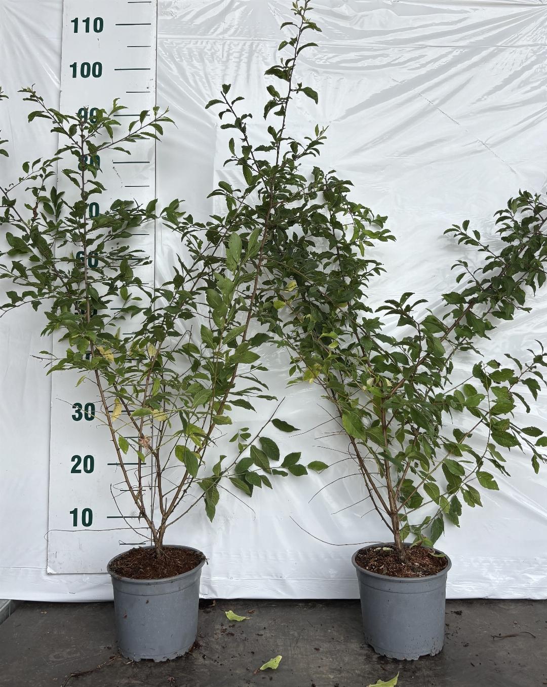 Prunus spinosa C2 60-80cm