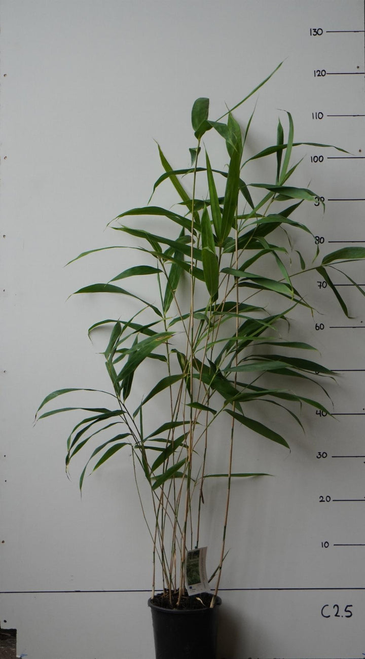 Pseudosasa japonica C2.5