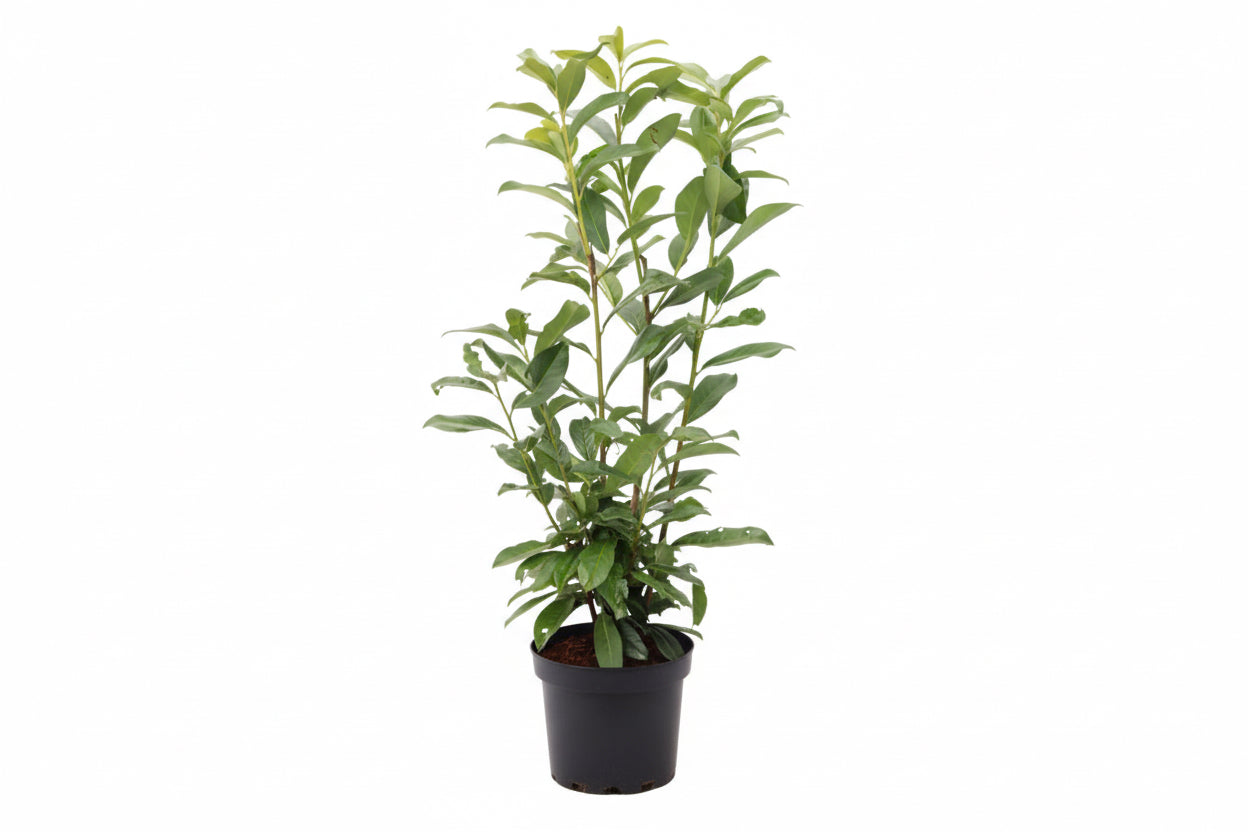 Prunus laurocerasus Genolia - 50-60, C5
