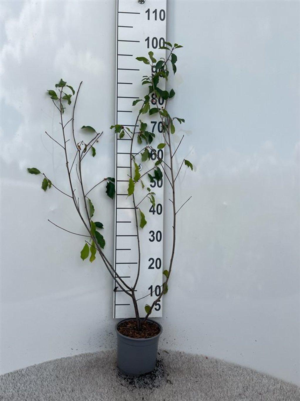 Rhamnus frangula C2 60cm