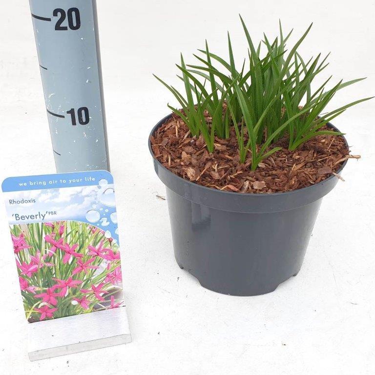 Rhodohypoxis Beverly - 15-20, C2