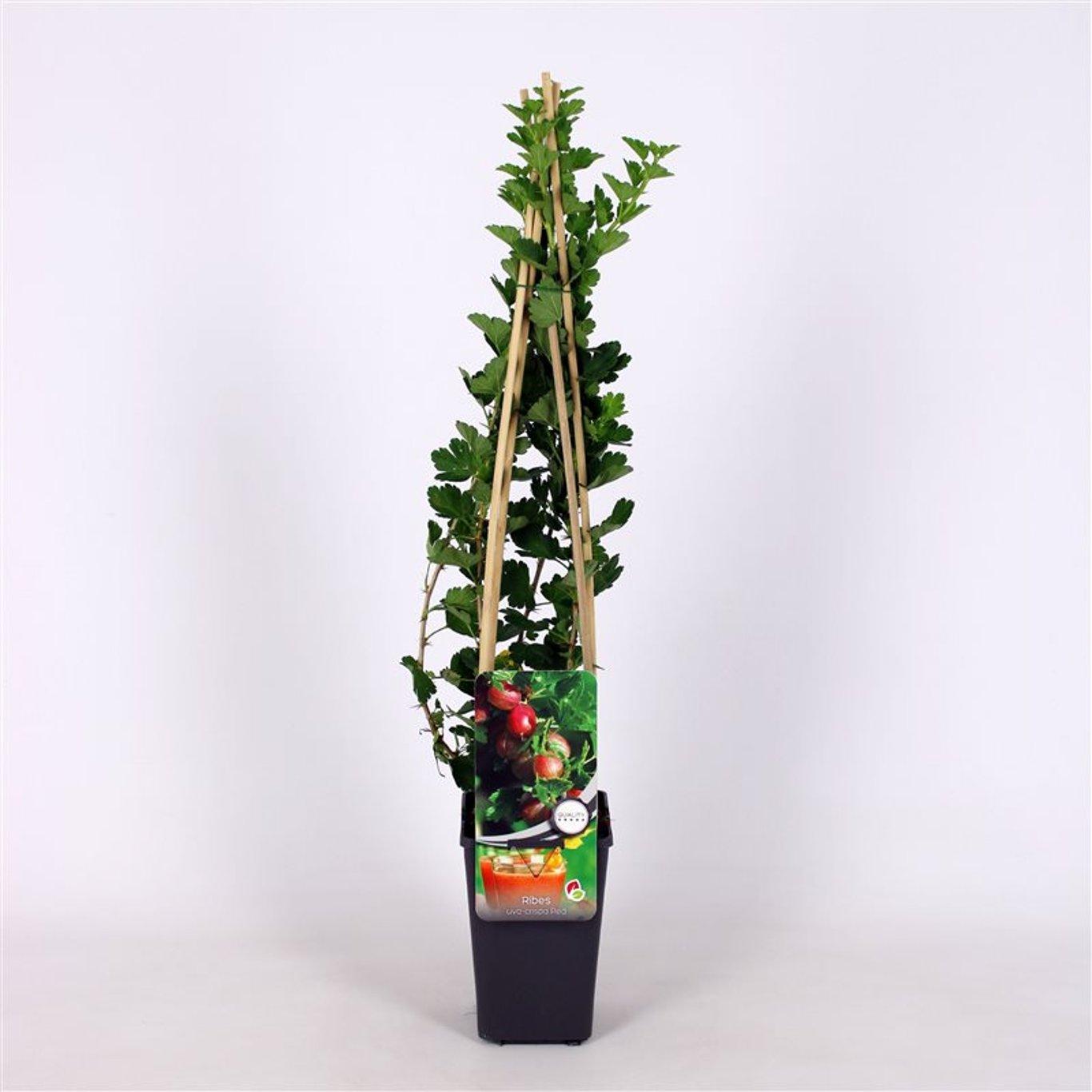 Ribes uva-crispa 'Hinnonmaki rood' 60cm, c1,7