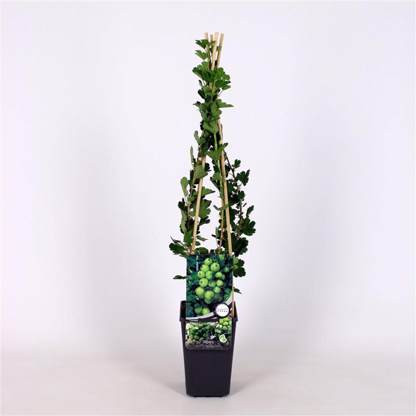 Ribes uva-crispa 'Hinnonmaki groen' 60cm, c1,7