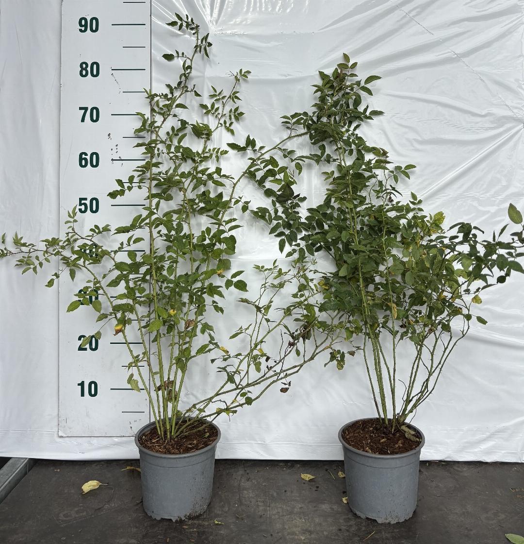 Rosa (o) canina C2 60-80cm