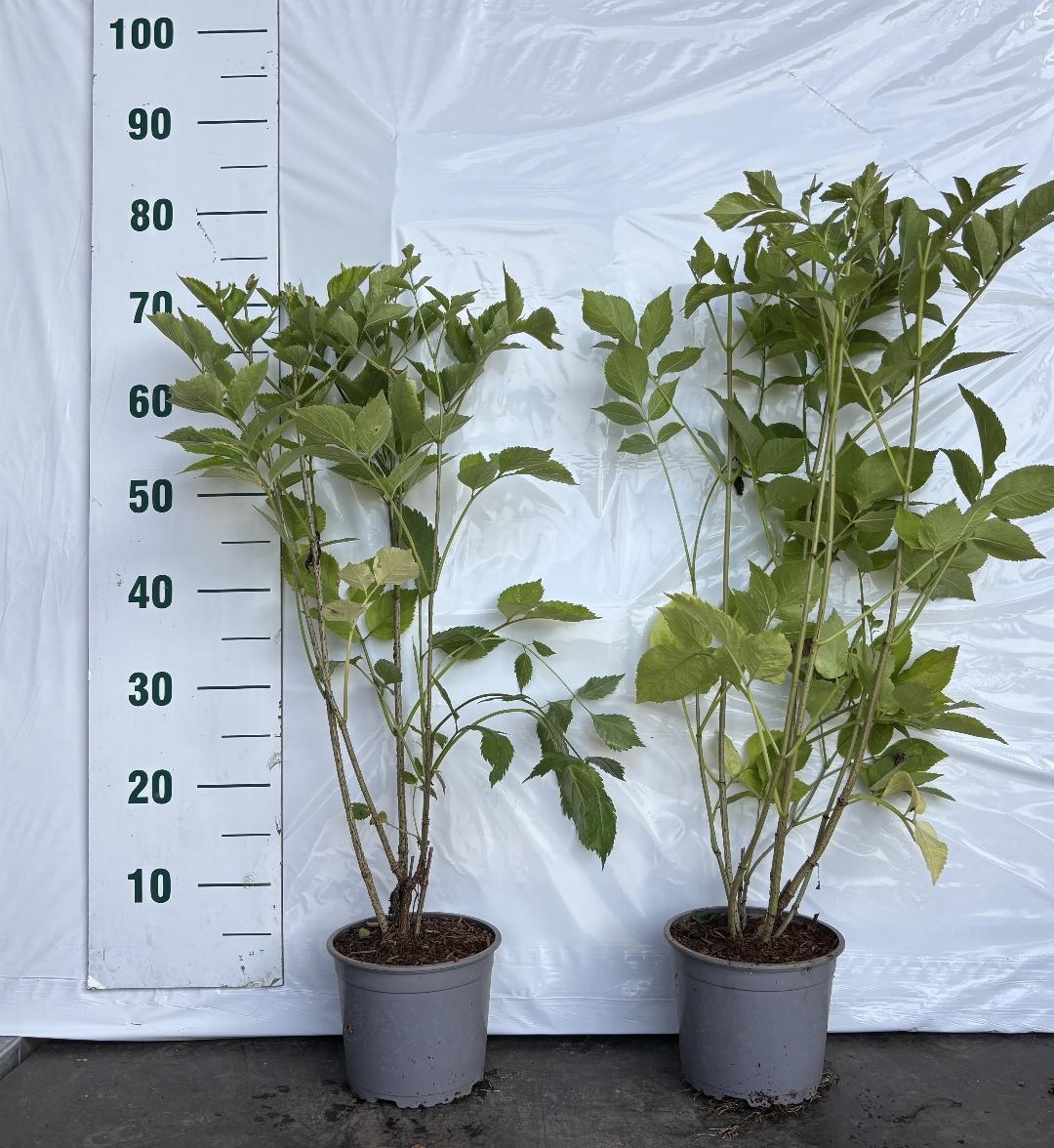 Sambucus nigra C2 60cm