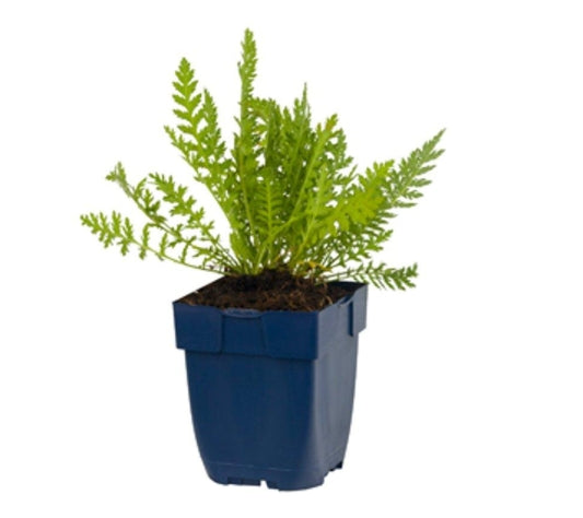 Achillea filipendulina - Cloth of Gold p11