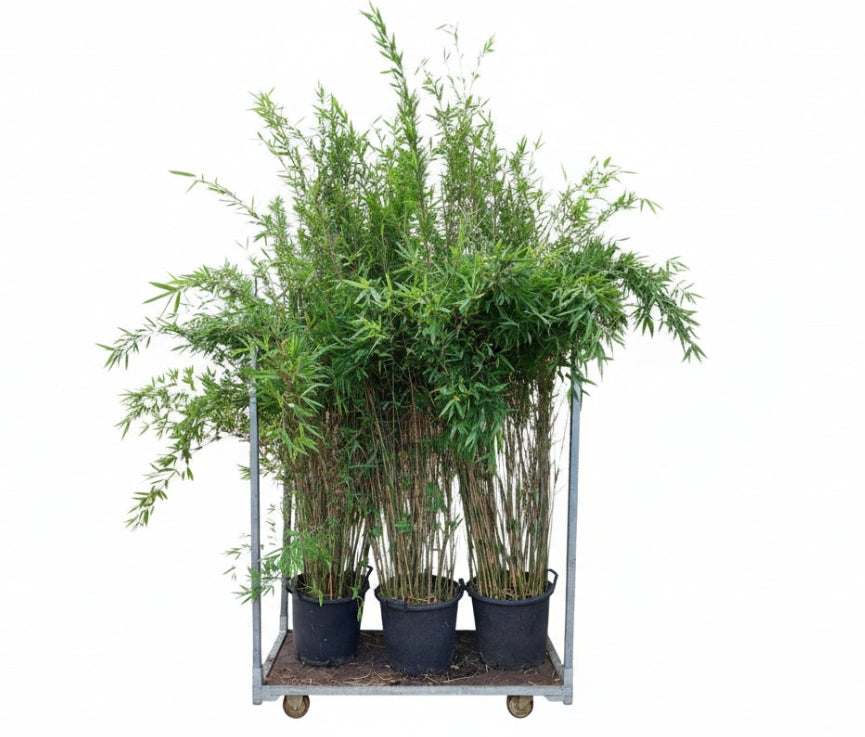 Fargesia nitida 'Black Pearl' 200-250cm C30