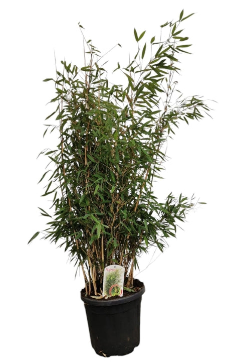 Fargesia Nitida "Volcano 100-125cm C15