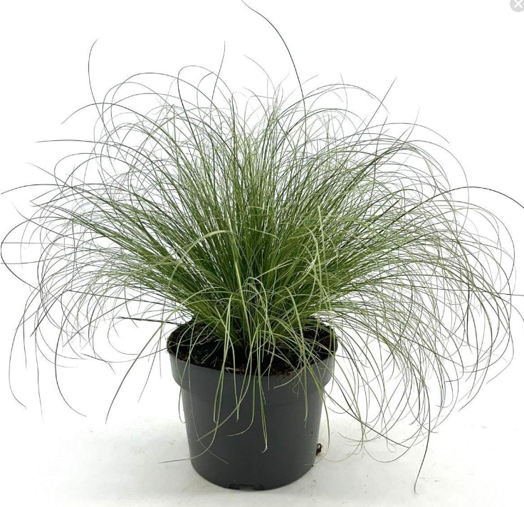 Carex comans 'Frosted Curls' – Zilveren Zeggegras