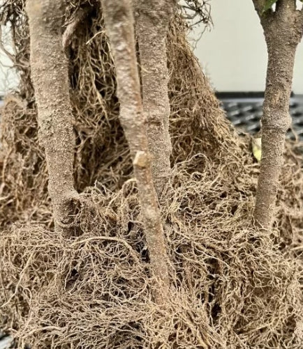 Acer tataricum ‘Ginnala’ blote wortel - Amoeresdoorn 60-100cm per 25 stuks