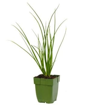 Allium tuberosum - Chinese Bieslook P11