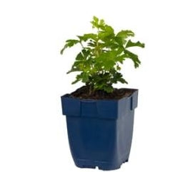 Anemone sylvestris - Japanse anemoon P11