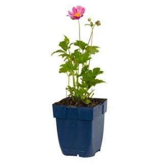 Anemone hybrida Pamina - Japanse Anemoon P11