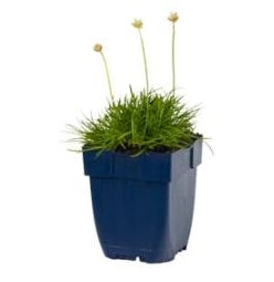 Armeria maritima Alba - Zeegras P11