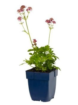 Astrantia major Primadonna - Zeeuws Knoopje P11