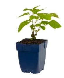 Aruncus aethusifolius - Kleine Geitenbaard P11