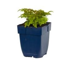 Aruncus aethusifolius - Kleine Geitenbaard P11