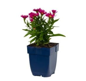 Aster (D) Jenny - Herfstaster P11