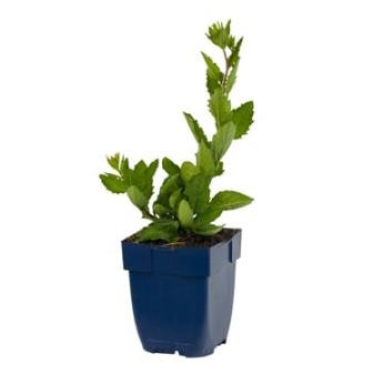 Aster ageratoides Asran - Herfstaster P11