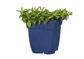 Aster ericoides Snowflurry - Laagblijvende aster P11