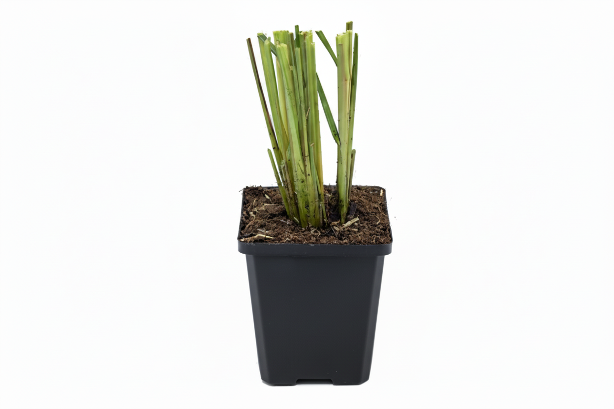 Pennisetum al. Reborn P9