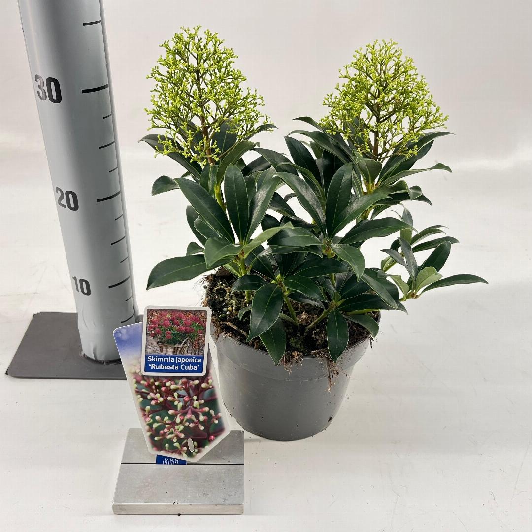 Skimmia japonica Rubesta Cuba - 20-25, C2