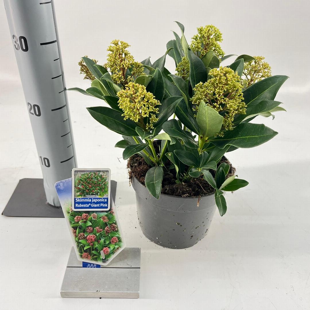 Skimmia japonica Rubesta Giant Pink - 20-25, C2