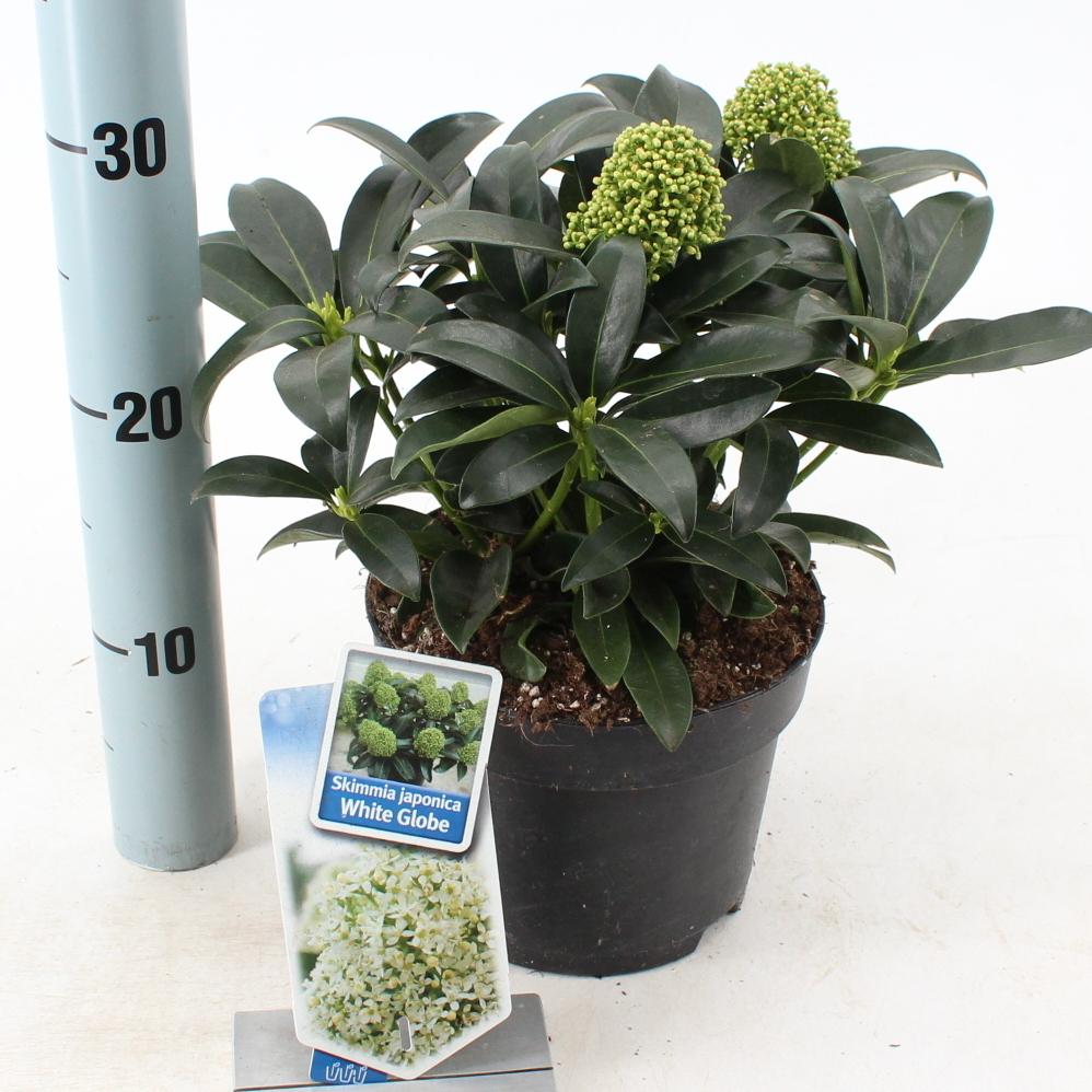Skimmia japonica White Globe - 20-25, C2