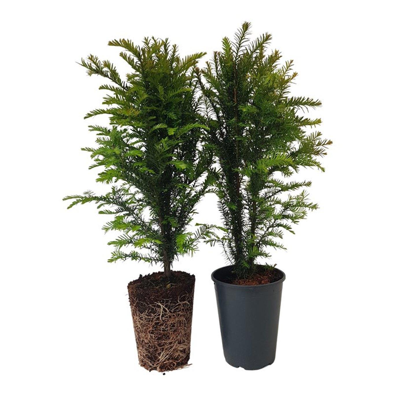 Taxus baccata C4 60cm