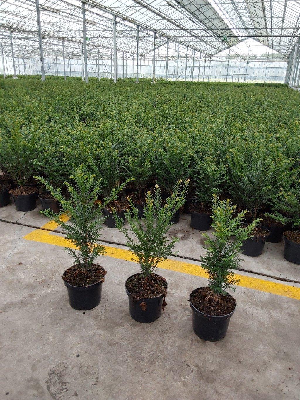 Taxus baccata C2 30-50cm