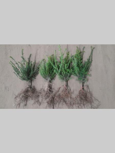 Taxus baccata - Venijnboom blote wortel