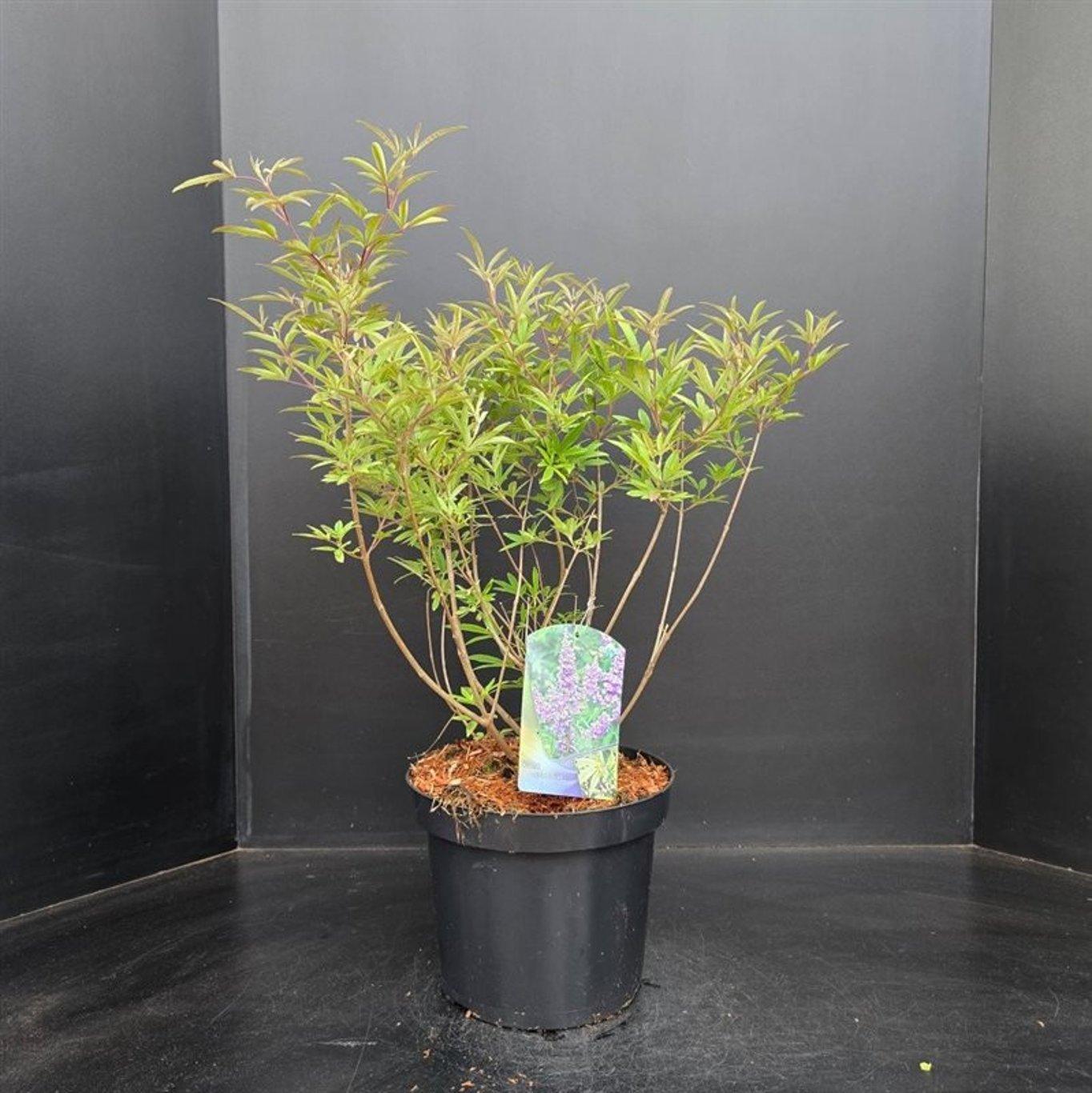 Vitex agnus-castus - 50-60, C7.5
