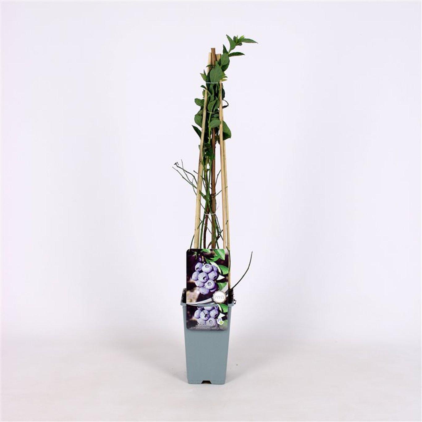 Vaccinium corymbosum 'Bluegold' 60cm, c1,7