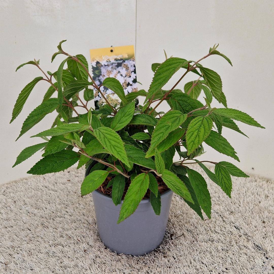Viburnum plic, Mariesii C2,5 20cm