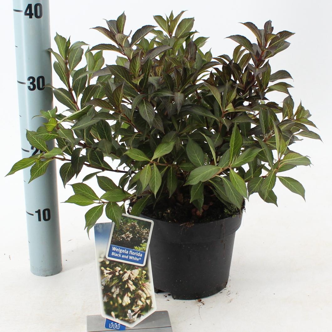 Weigela Black and White - 20-25, C2