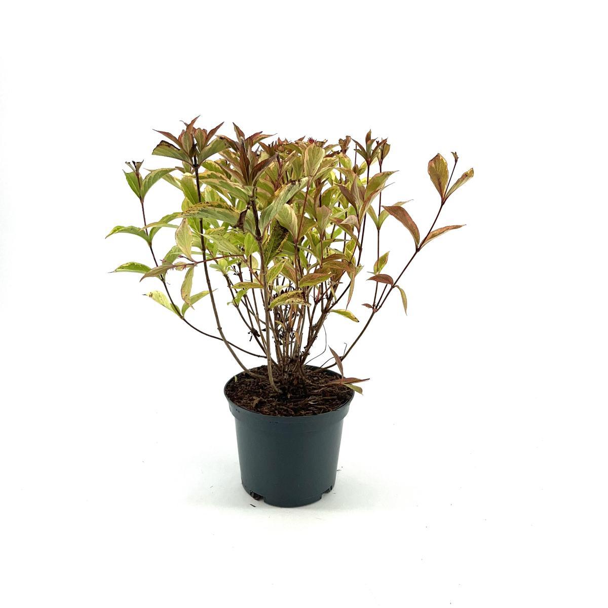 Weigela florida Brigela - 20-25, C2