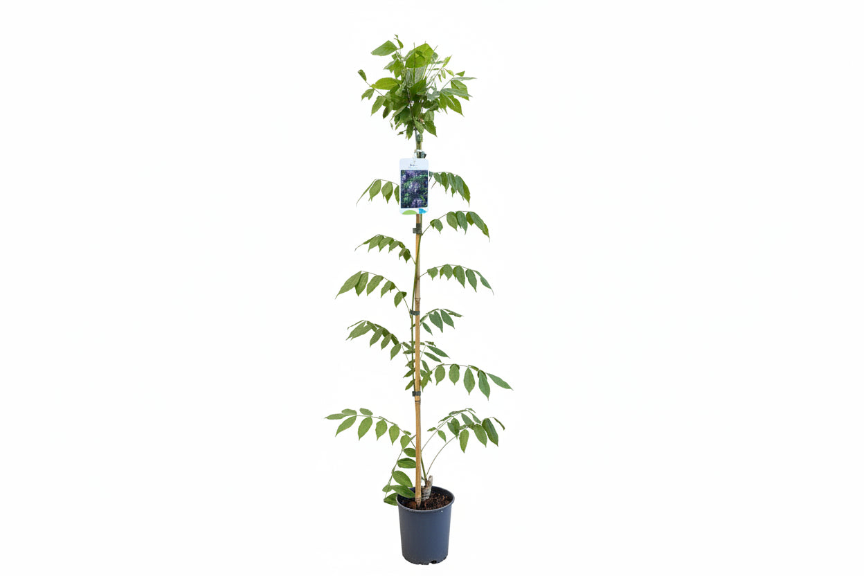 Wisteria sinensis Prolific - 100+, P14, STOK