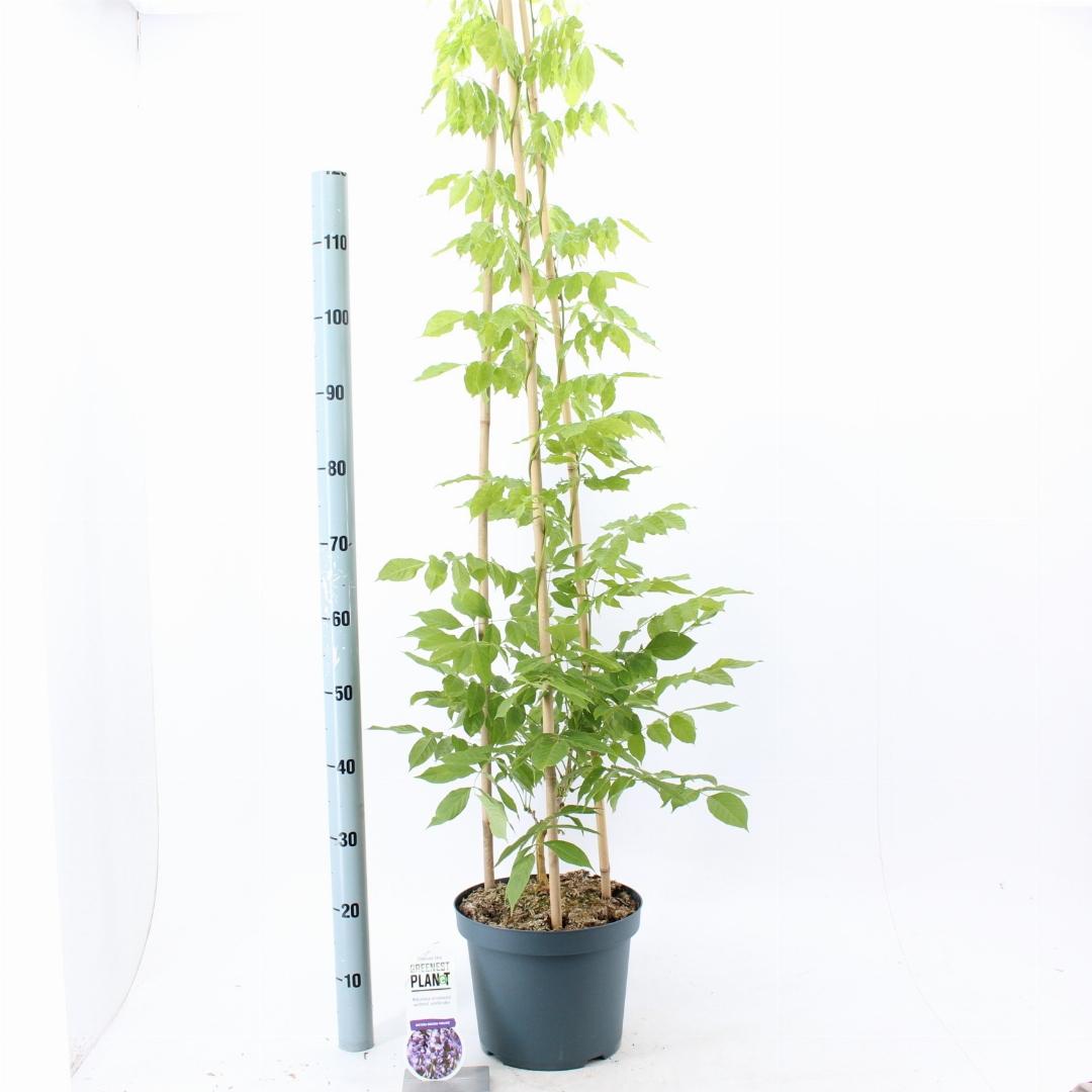 Wisteria sinensis Prolific - 120-130, C7.5, PIR