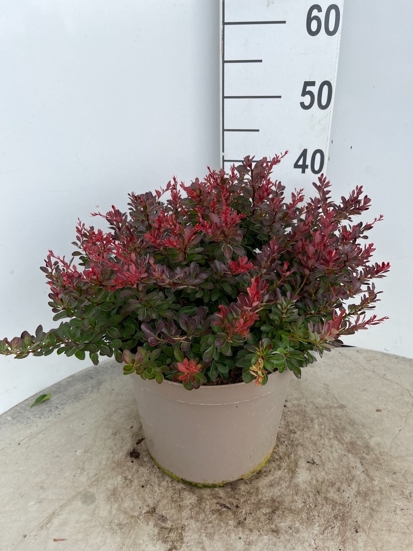 Berberis thunb. Atrop c2 30/50 - Zuurbes