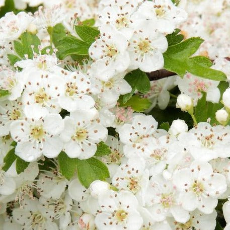 Bloemen meidoornhaag in pot