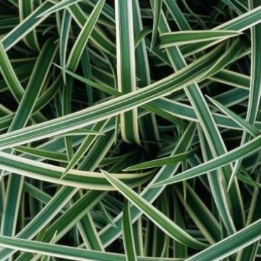 Carex morrowii 'Ice Dance' (siergras) - Tuinplantenloods