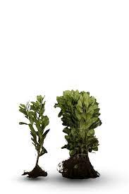 Prunus laurocerasus 'Novita' - Laurierhaag blote wortel 30-40cm