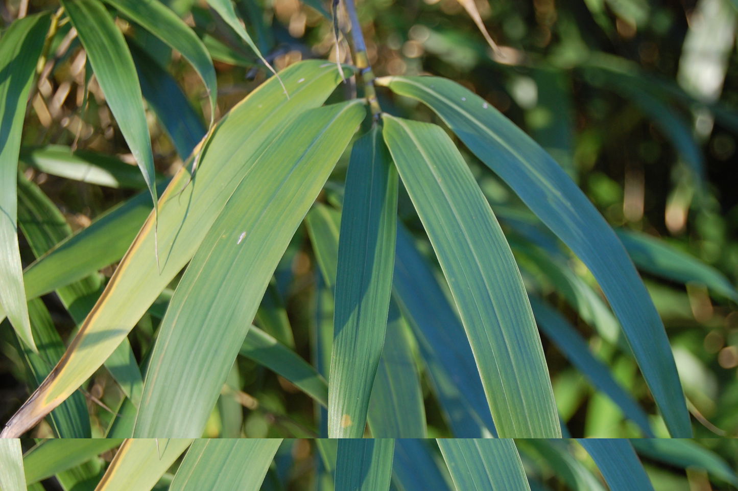 Pseudosasa japonica C2.5