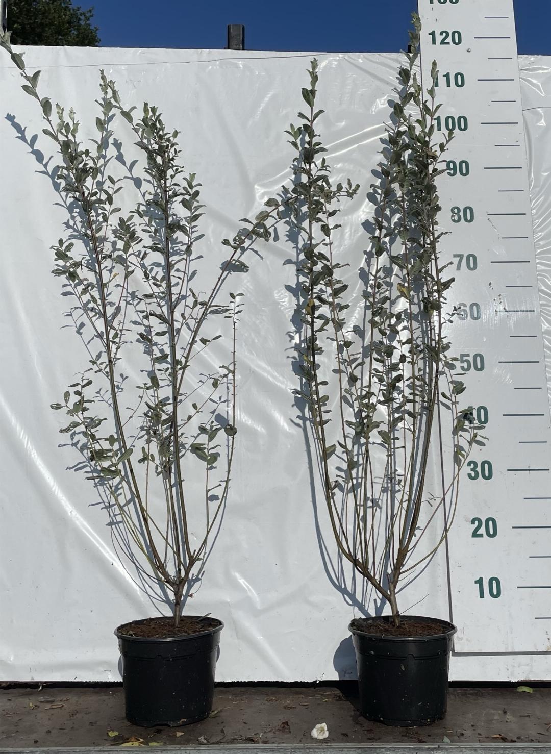 salix repens C2 60-80cm